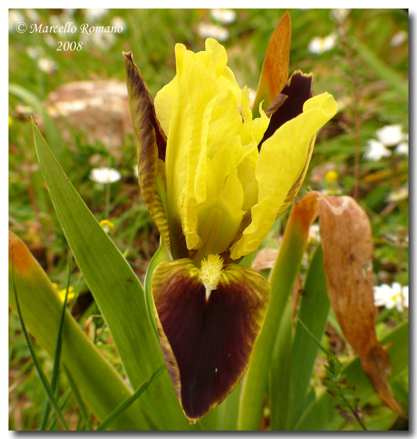 Iris pseudopumila nei pressi del Tempio di Segesta